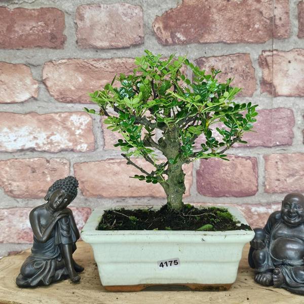 Yorkshire Bonsai Chinese Pepper (Zanthoxylum Pipertum) Bonsai Tree | Broom | In 20cm Pot