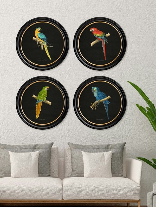 Exceptional Art C.1884 Collection of Macaws in Round Frames - Black