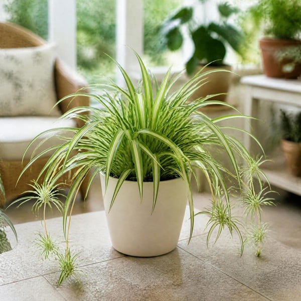 Chlorophytum Spider Plant 12cm - Air Purifying Plant - 1 - Matt Cream Ceramic Pot