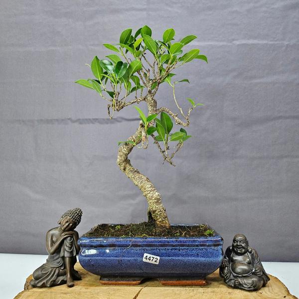 Yorkshire Bonsai Ficus Microcarpa (Banyan Fig) Indoor Bonsai Tree | Shaped | In 20cm Pot