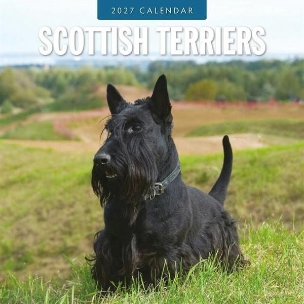 Scottish Terriers Calendar 2027, Wall Calendars, Month To View, Dogs, Gift