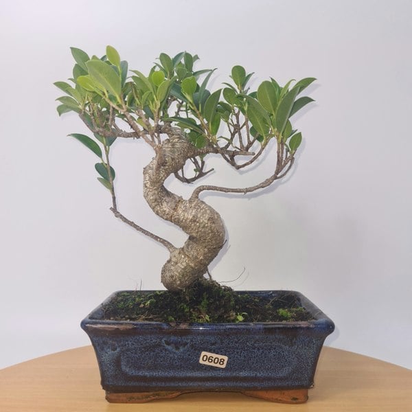 Ficus Microcarpa (Banyan Fig) Indoor Bonsai Tree | Shaped | In 20cm Pot