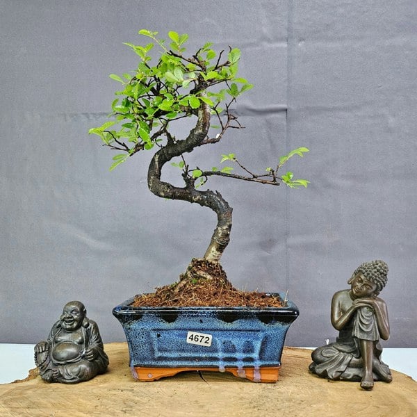 Yorkshire Bonsai Chinese Elm (Ulmus Parvifolia) Bonsai Tree | Shaped | In 15cm Pot