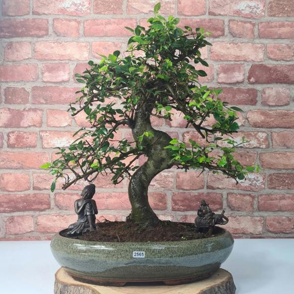 Yorkshire Bonsai Large Chinese Elm (Ulmus Parvifolia) Bonsai Tree | Shaped | In 40cm Pot - CELM40S