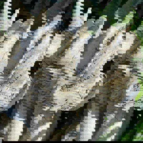 Mystical  Oriental Dragon Stone Cast  Statue Garden Ornament