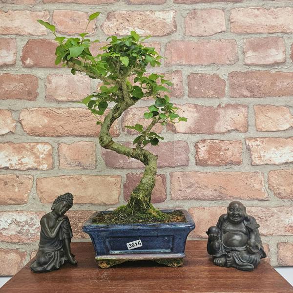 Yorkshire Bonsai Chinese Privet (Ligustrum Sinense) Bonsai Tree | Shaped | In 15cm Pot - 3915