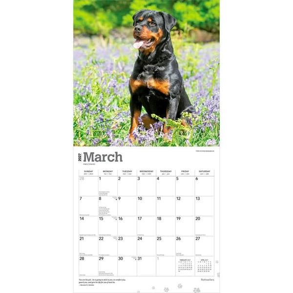 Rottweilers Calendar 2027, Wall Calendars, Month To View, Dogs, Gift
