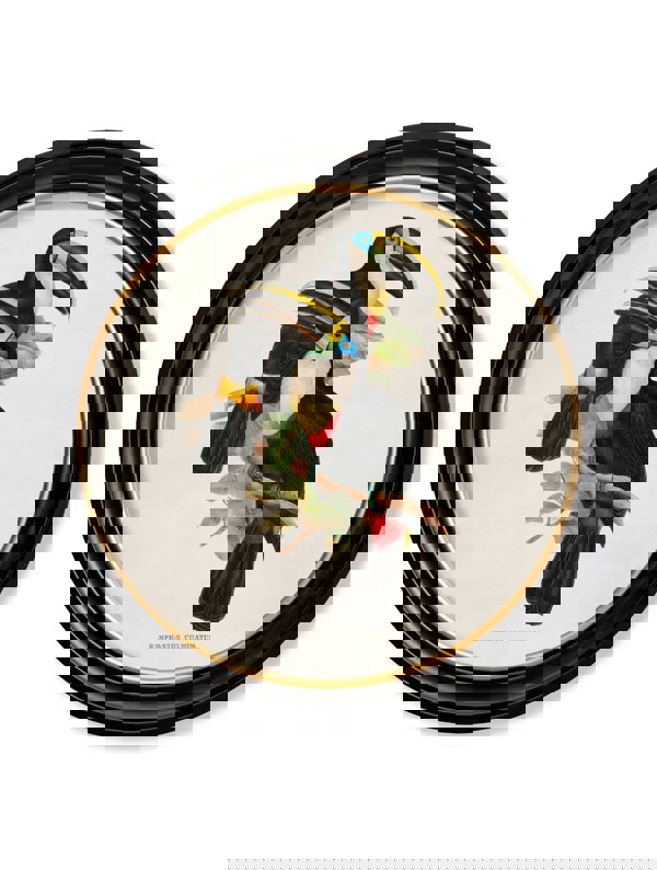 Exceptional Art c.1848 Toucans - Round Frames