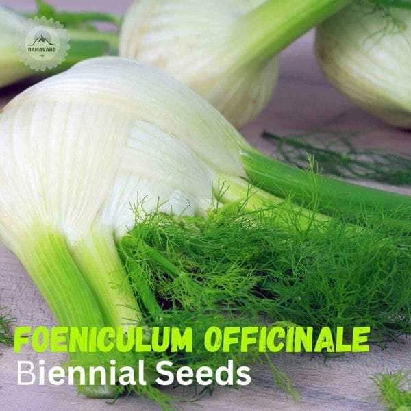 Foeniculum officinale biennial Seeds