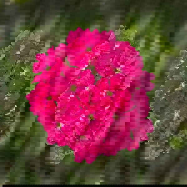 Products Verbena Lanai Deep Pink 9cm In Recyclable Pots x 3 Plants