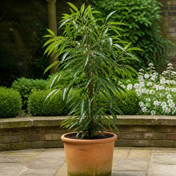 Ficus Binnendijks Narrow Leaf Fig 21cm Pot – Large Indoor Houseplant