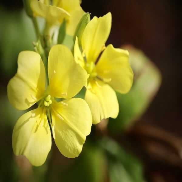 common-evening-primrose