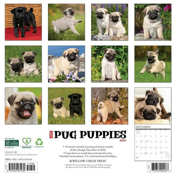 Pug Puppies Calendar 2027, Wall Calendars, Month To View, Dogs, Gift