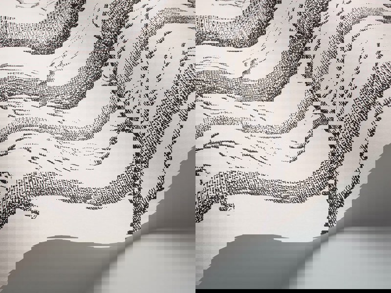 Cole & Son New Contemporary: The Woods Wallpaper Black On White 69/12147