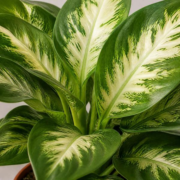 Dieffenbachia Compacta Dumb Cane 12cm Pot Plants By Post