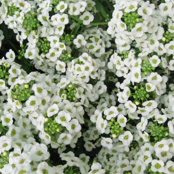 Lobularia Maritima