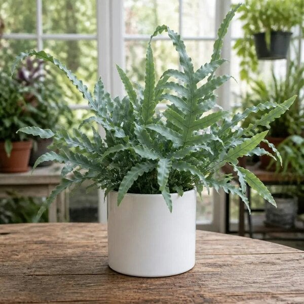 Phlebodium Blue Star Fern – Elegant Blue-Green Foliage Indoor Houseplant