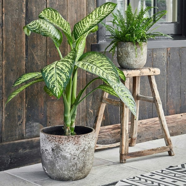Ivyline Albero Planter