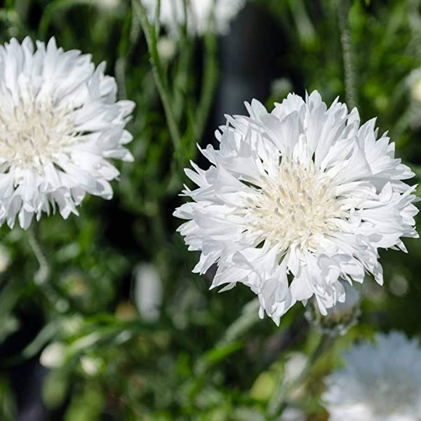 cornflower seeds white seeds