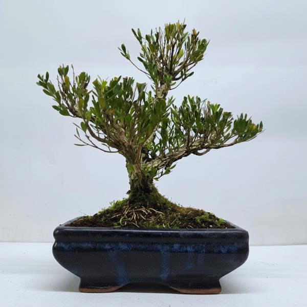 Yorkshire Bonsai Boxwood (Buxus Harlandii) Bonsai Tree | Clump | In 20cm Pot