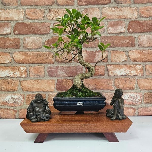 Yorkshire Bonsai Ficus Microcarpa (Banyan Fig) Indoor Bonsai Tree | Shaped | In 20cm Pot