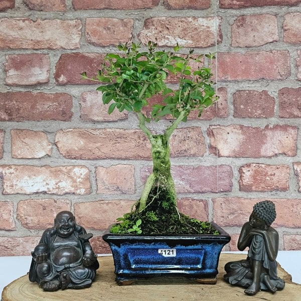 Yorkshire Bonsai Chinese Privet (Ligustrum Sinense) Bonsai Tree | Broom | In 15cm Pot