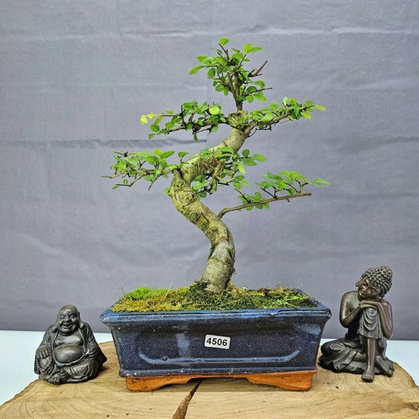 Yorkshire Bonsai Chinese Elm (Ulmus Parvifolia) Bonsai Tree | Shaped | In 20cm Pot