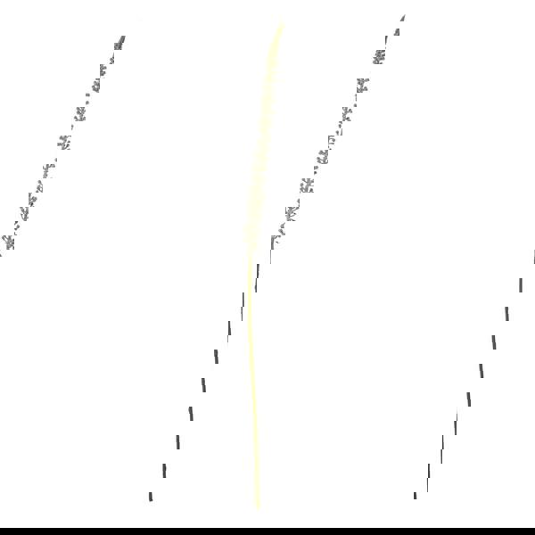 Hill Interiors Eremurus Stem Artificial Plant - White - 