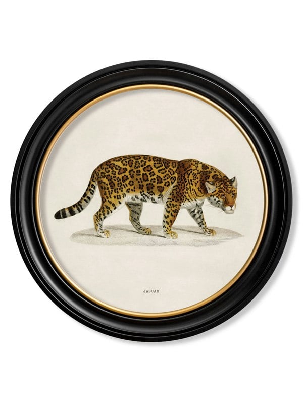Exceptional Art c.1836 Jaguar - Round Frame