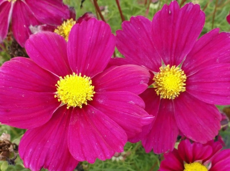 Cosmos Violet