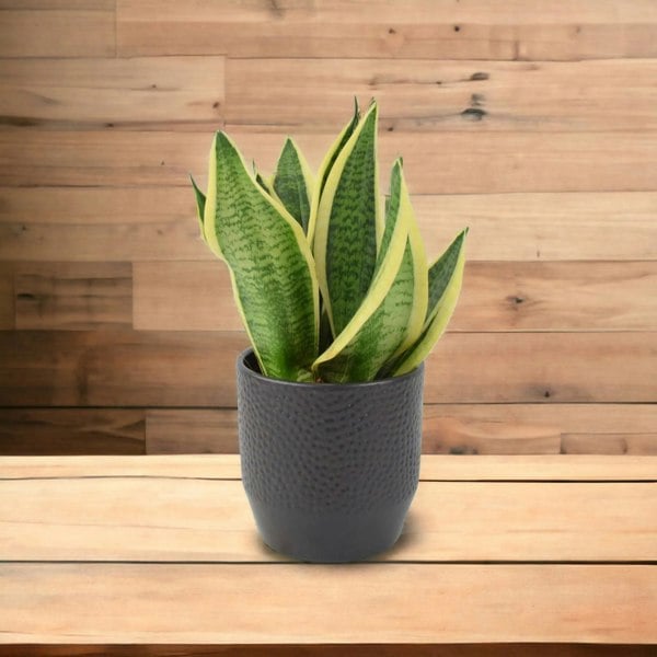 Sansevieria Superba 12cm Pot Plants By Post