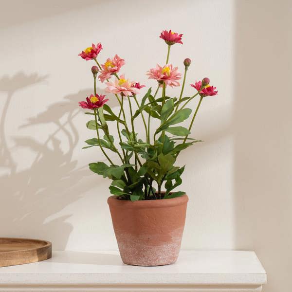 Scottish Everlastings 34cm Pyrethrum Daisy Pink in Terracotta Pot