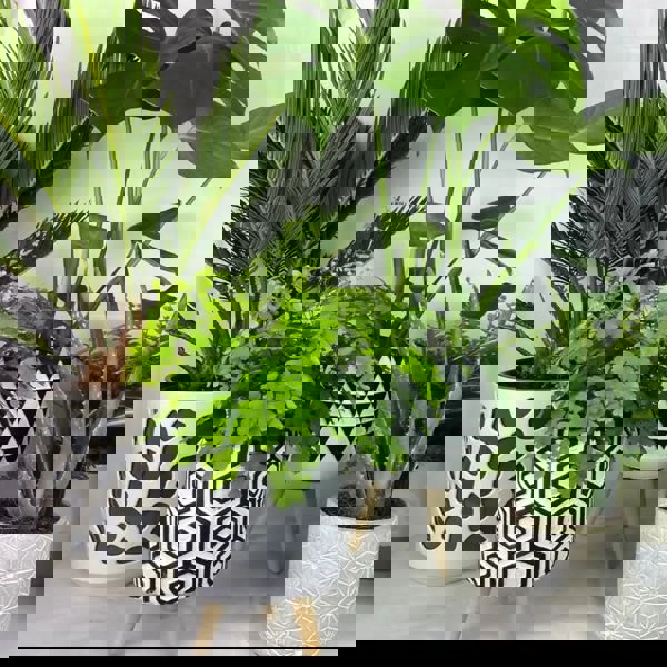Houseplant Subscription