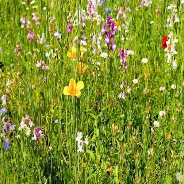 best wildflower seed mix uk