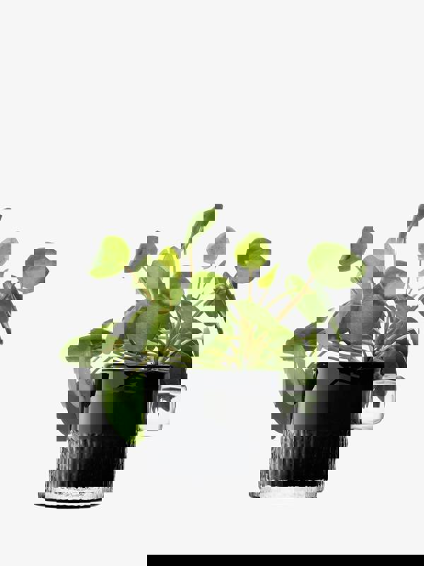 LSA Glass Tealight Holder with Handle 9cm Slate