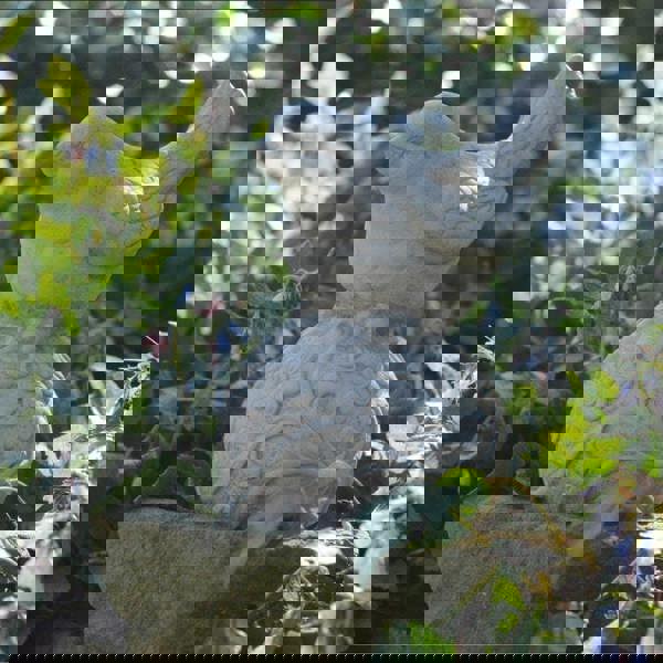 Little Bird on Ball Stone Garden ornament