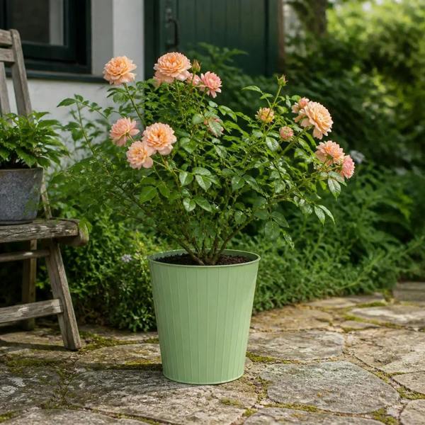 5L Rose Many Happy Returns Peach Rose Bush - Beautiful Flowering Garden Plant