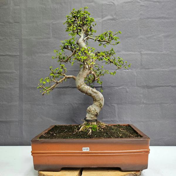 Yorkshire Bonsai Large Chinese Elm (Ulmus Parvifolia) Bonsai Tree | Shaped | In 40cm Pot - 5120