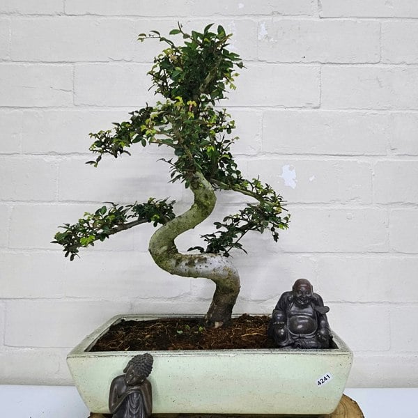 Yorkshire Bonsai Large Chinese Elm (Ulmus Parvifolia) Bonsai Tree | Shaped | In 35cm Pot