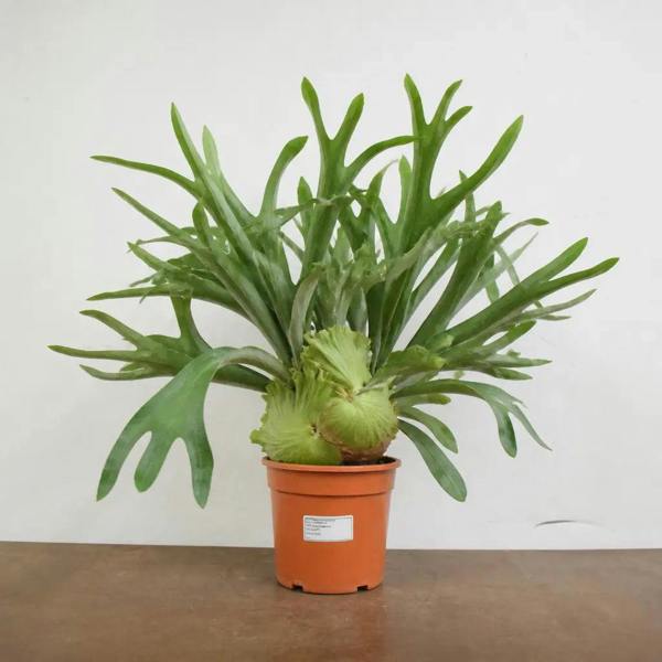 Platycerium Bifurcatum Staghorn Fern 17cm Pot – Pet Friendly Indoor Houseplant