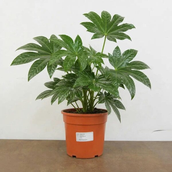 Fatsia Paper Plant 19cm Pot – Large Easy Care Indoor Houseplant