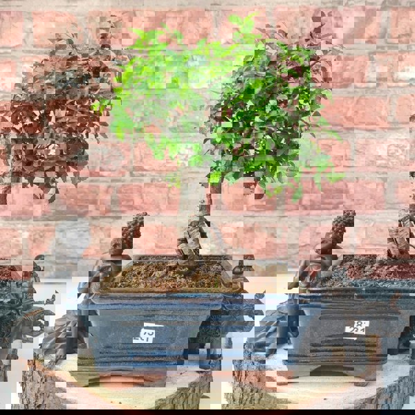 Chinese Elm (Ulmus Parvifolia) Bonsai Tree | Broom | In 15cm Pot - Yorkshire Bonsai