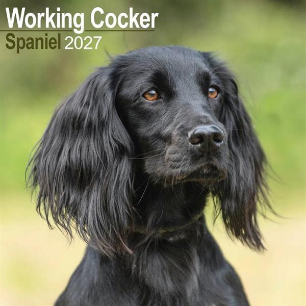 Working Cocker Spaniel Calendar 2027, Wall Calendars, Month To View, Dogs, Gift