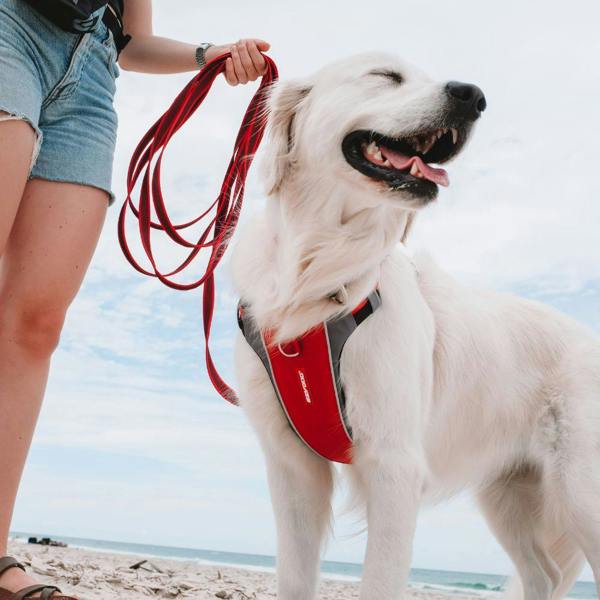 EzyDog Track 'N' Train Long Dog Lead