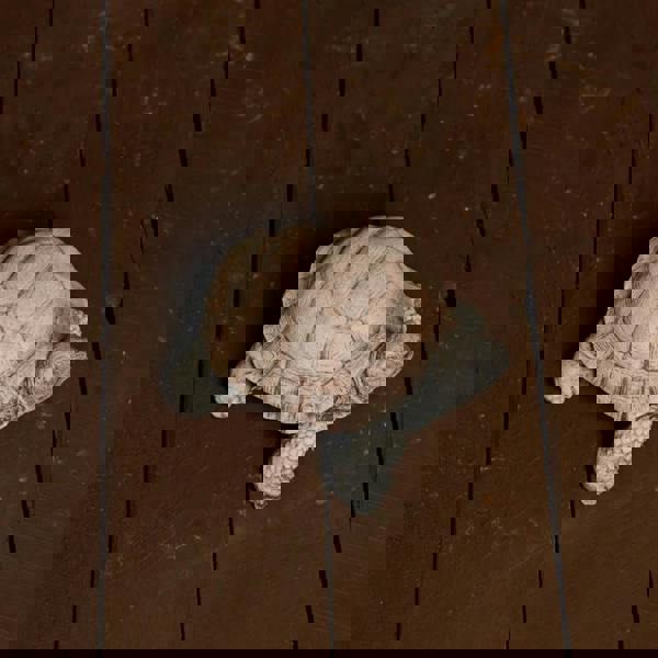 Small Stone Cast Tortoise Garden Ornament 