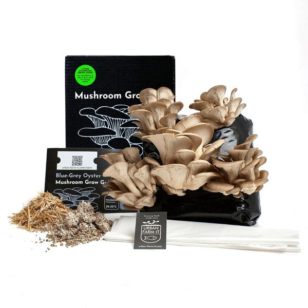 Urban Farm-It Blue-Grey Oyster Mushroom Growing Kit