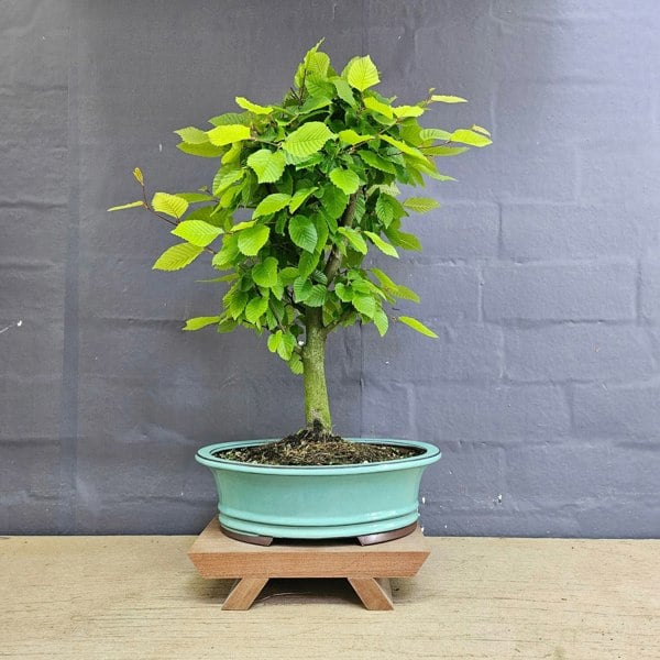 Yorkshire Bonsai Hornbeam (Carpinus Betulus) Bonsai Tree | Informal Style | In 30cm Pot
