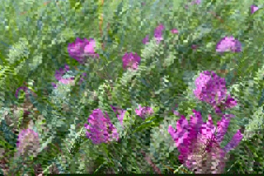 wildflower-seeds-native-wildflowers