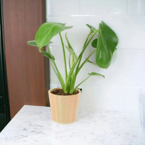 Monstera Deliciosa Cheese Plant 12cm In Peat Free Compost Plants By Post UK