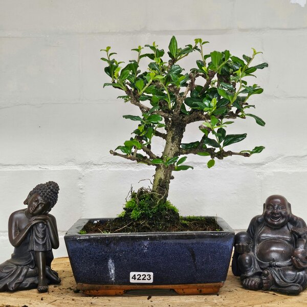 Yorkshire Bonsai Fukien Tea Tree (Carmona Retusa) Bonsai Tree | Broom | In 15cm Pot - 4223